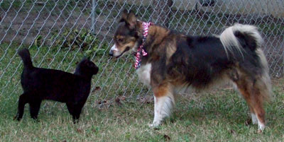 Bobo and J.C. hanging out in the backyard